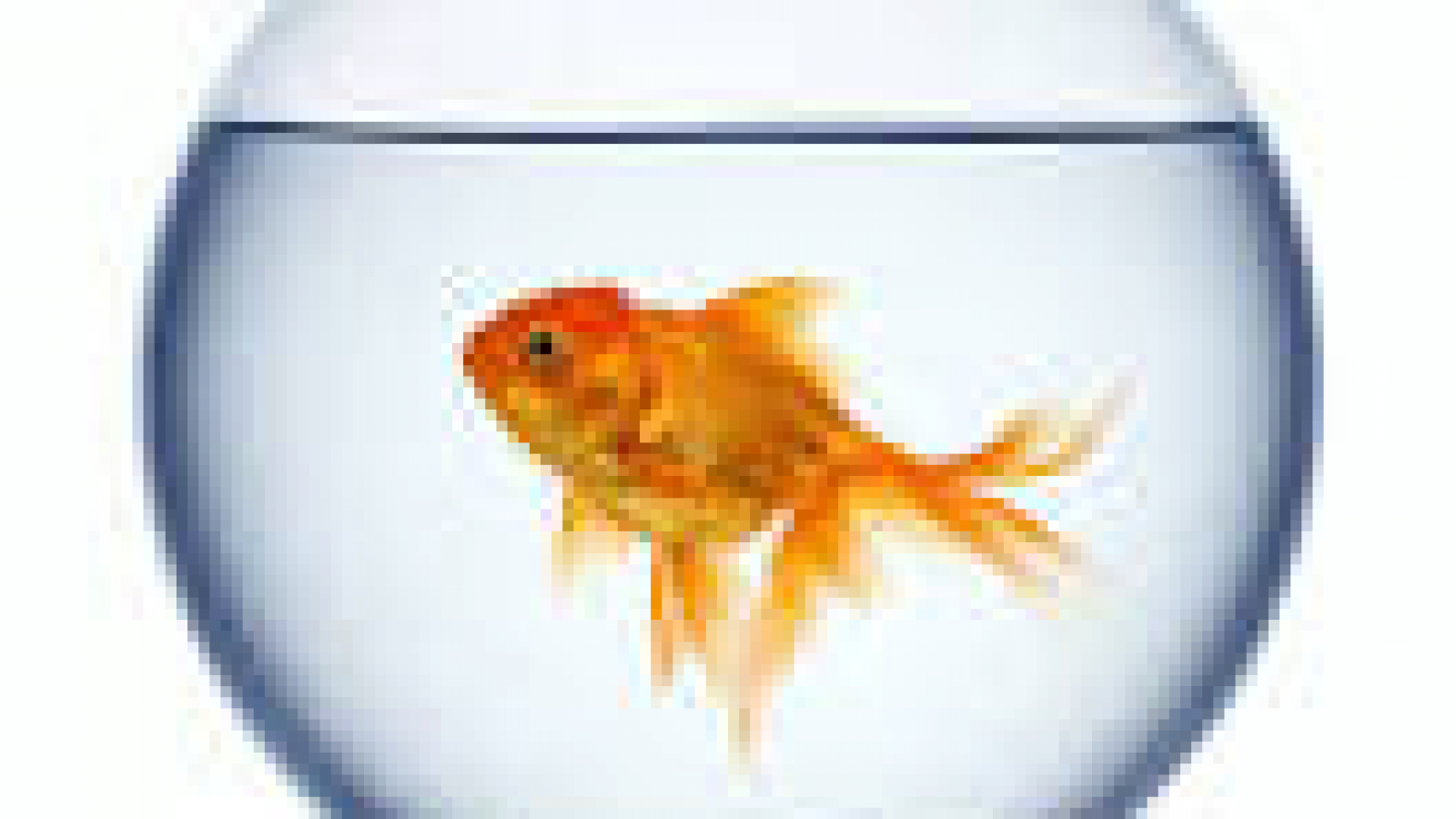 fishbowl