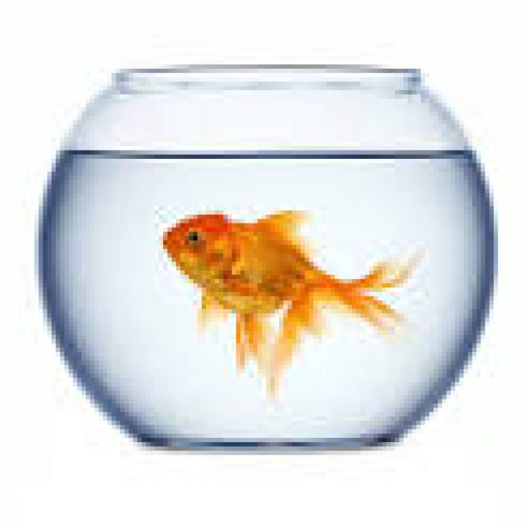 fishbowl